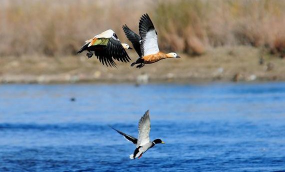 Tibet Birds Watching-Black-necked cranes